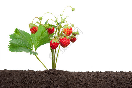 从土壤中种植的草莓健康维他命植物图片