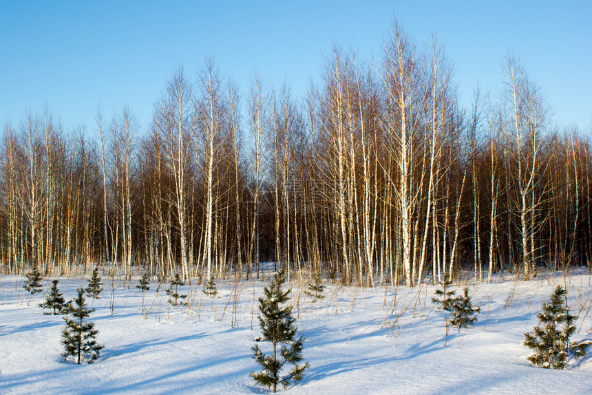 季节带小松树的冬季烧林蓝色凉爽图片