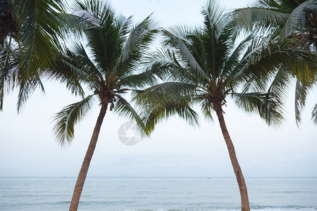 西棕榈滩的夏天放松云海边滩上一连排的椰子树清晨绿色背景