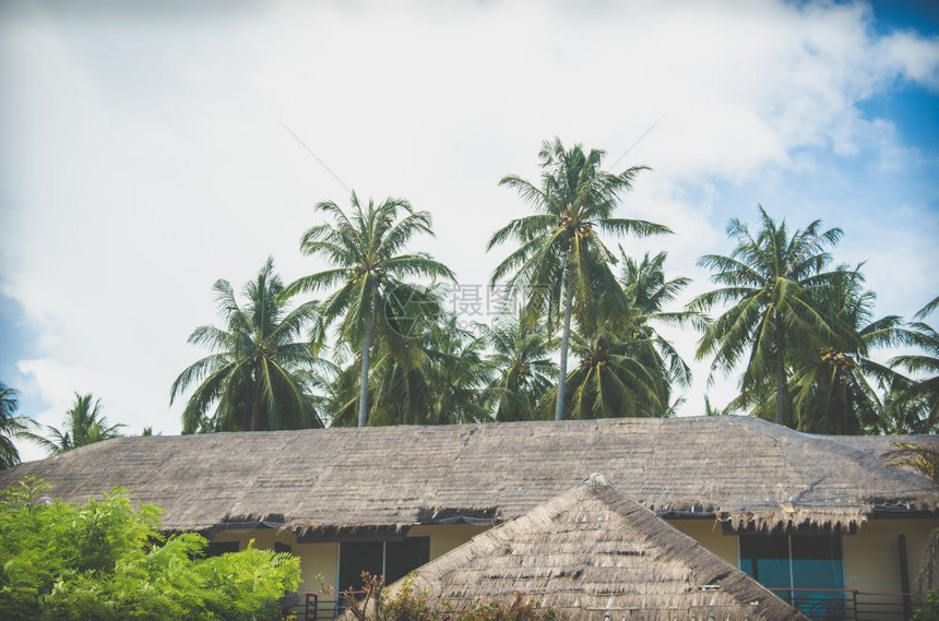 乐趣海岸老的度假屋顶和椰子树图片