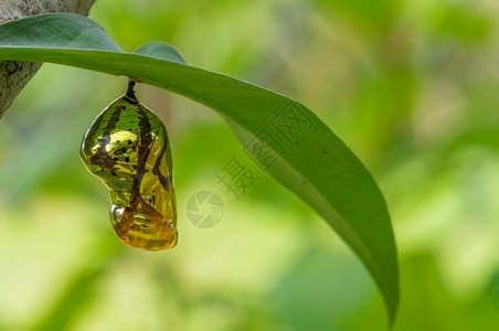 君主转换桑蝴蝶闪亮的金子挂在有自然背景的树叶上它具有自然背景图片
