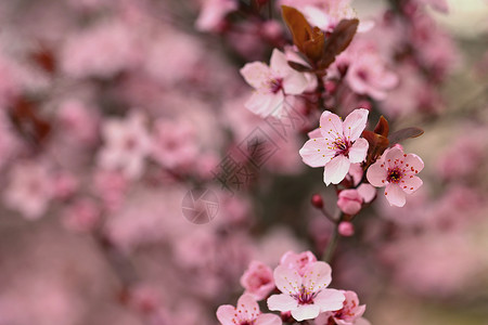 天空春时露出樱花的枝纹春时粉红樱花清香阳光四月高清图片