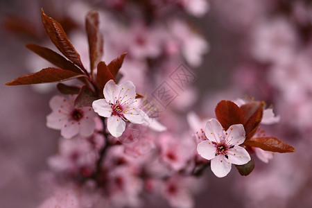 晴天春时露出樱花的枝纹春时粉红樱花清香树季节图片