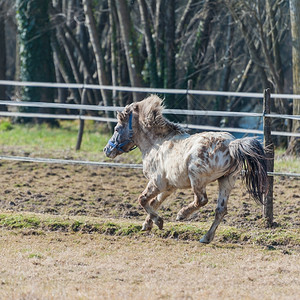一匹马小在栅栏中奔驰黑色的草金图片