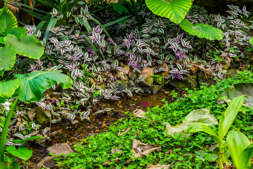 生态跑步栽培的热带花园中有溪水的小自然背景热带花园图片