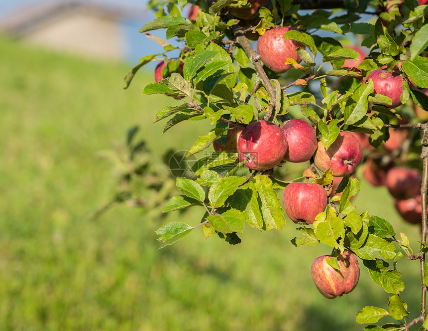 秋天在苹果园的树枝上挂着天然红苹果没有任何治疗自然农场红色的图片