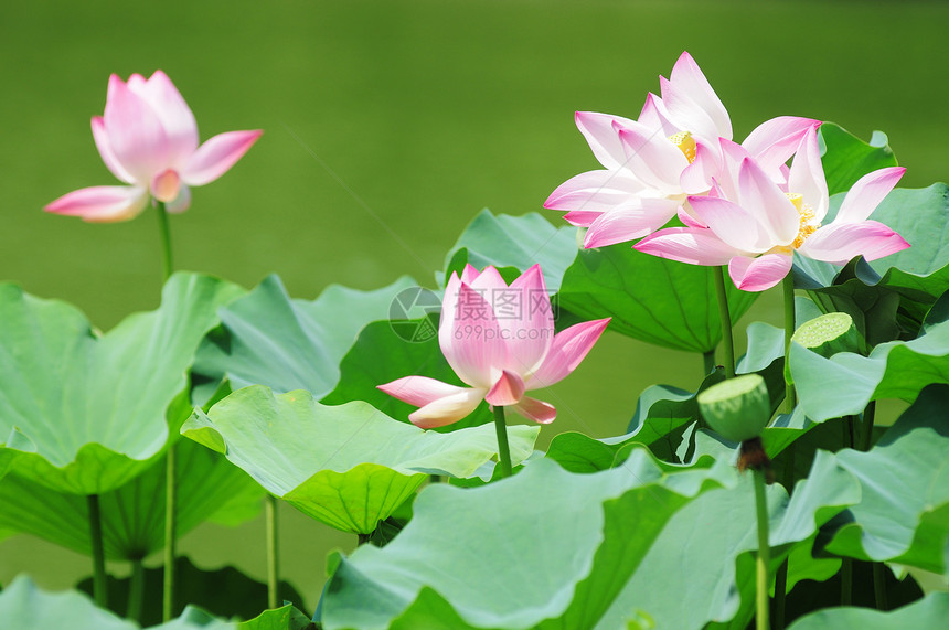 夏季荷花池图片