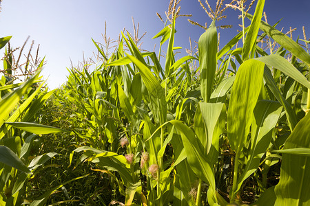 农业田地上的绿色玉米夏季的蓝天对准绿色玉米春天食品美丽的图片
