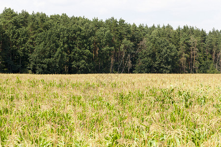 农村夏天用于谷物生产的绿色玉米农田欧洲森林场地图片