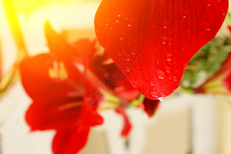 礼来豆荚阳光美丽的红百合自然杵背景