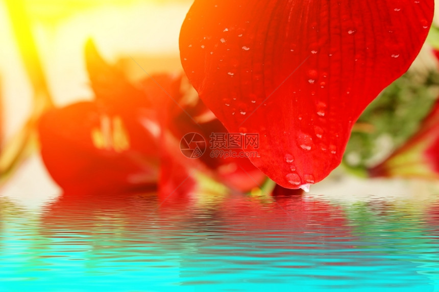 美丽的红百合花园树叶迷人的图片