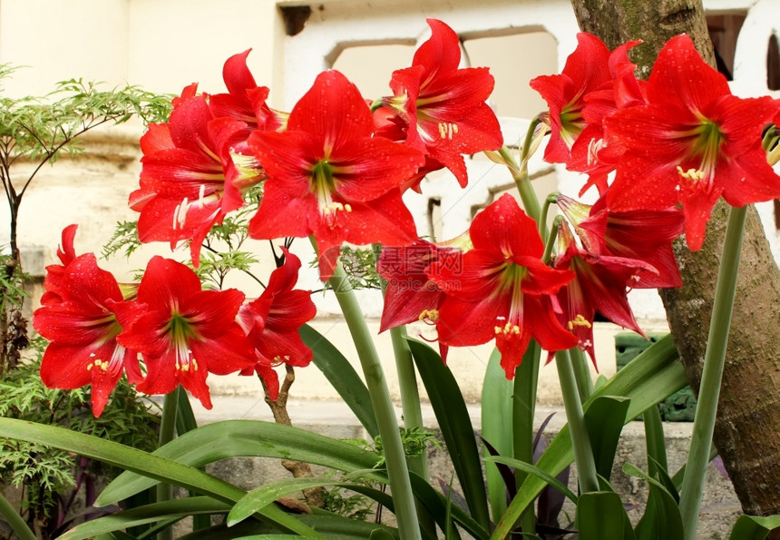 美丽的红百合植物季节杂交种图片