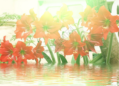美丽的红百合丰富多彩的有机植物群图片