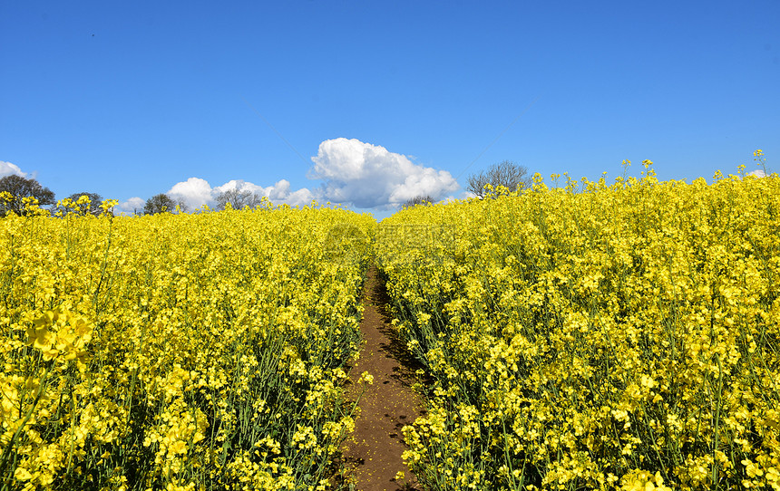 油菜途径穿过一个开花的黄色种子田地的泥土路径自然图片