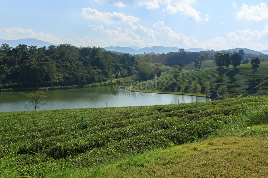 山上美丽的茶叶种植场栽培子早晨图片
