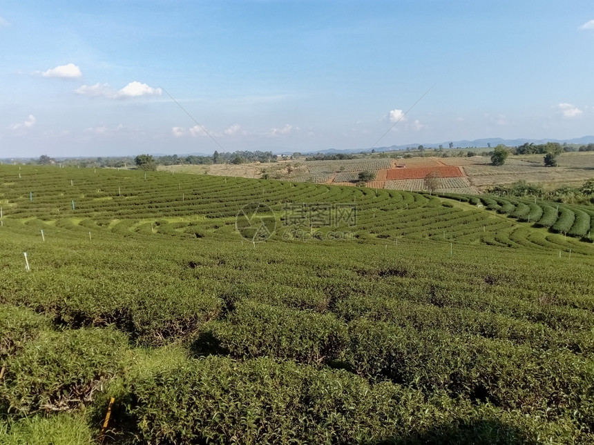 树叶旅行爬坡道山上美丽的茶叶种植场图片