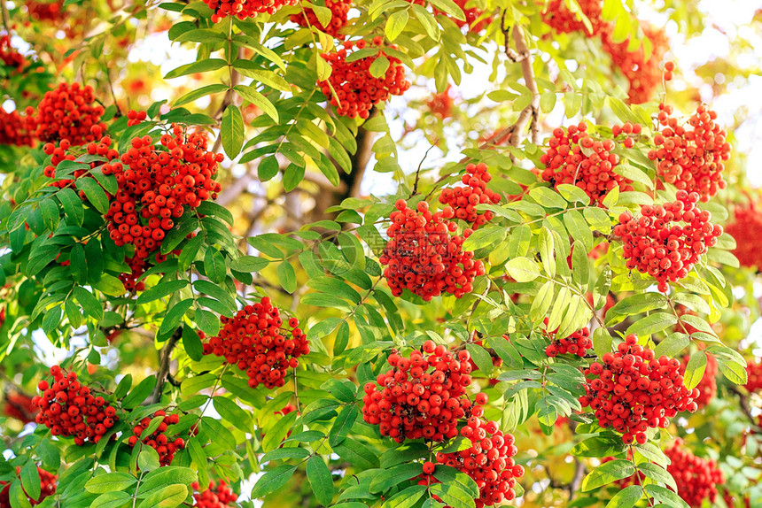 绿色红的成熟山灰浆在阳光下温暖的秋天树花楸莓图片
