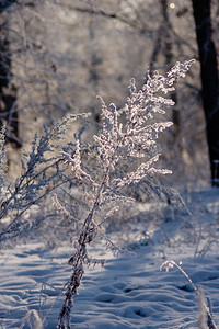 乡村的粉末下雪后冬季森林寒冷的天气阳光图片