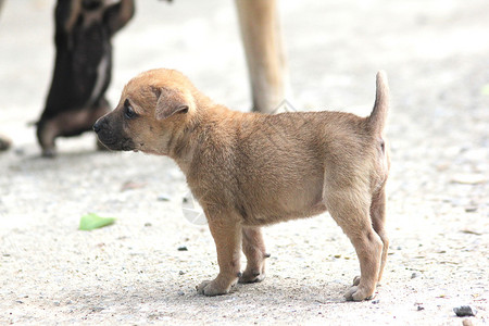繁殖棕色步行狗快乐的年轻图片