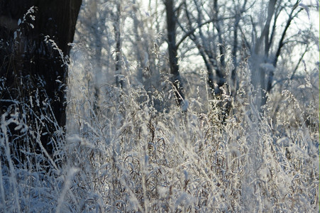 阳光白色的冬天下雪后季森林寒冷的天气图片
