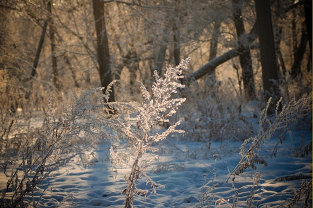 非城市季节下雪后的冬森林寒冷的天气冰图片