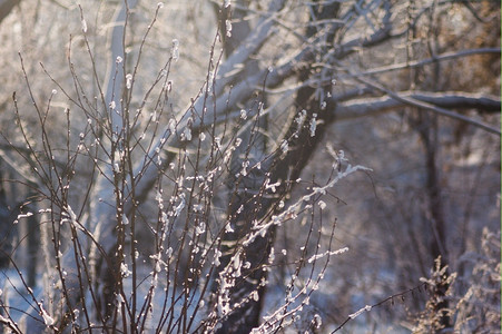 仙女冬天自然下雪后的冬季森林寒冷的天气图片