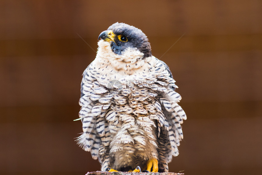 灰色的PeregrineFalconFalcoperegrinus巴伐利亚德国欧洲猛禽游隼图片