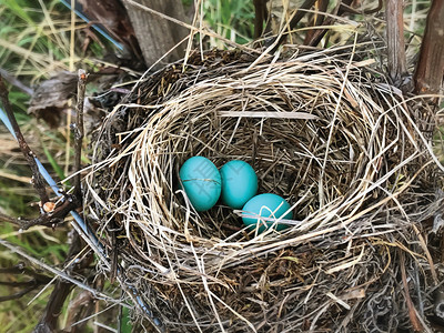 生活布朗雀巢中的蓝罗宾蛋禽类野生动物图片