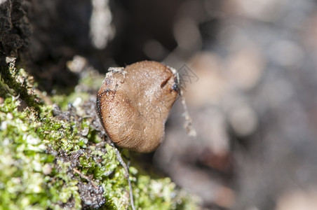 蘑菇藏在一棵树里被苔包围食用藓素主义者图片