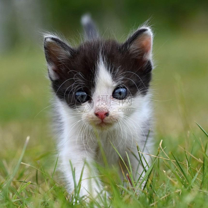 草地上的蓝眼小猫咪图片