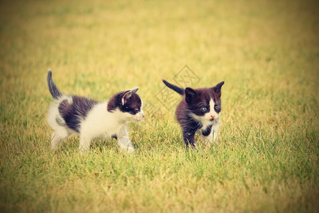 两只蓝眼小猫咪在草地上玩耍图片