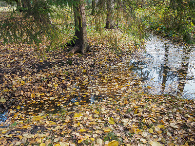 反射植物群绿色一个小溪流水里有漂浮的叶子背景图片