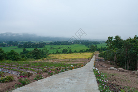 带有乡村公路和山丘的景观绿地草风薄雾图片