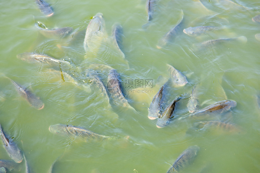 装饰在游泳池鱼食物旅行者等待着鱼为了户外图片