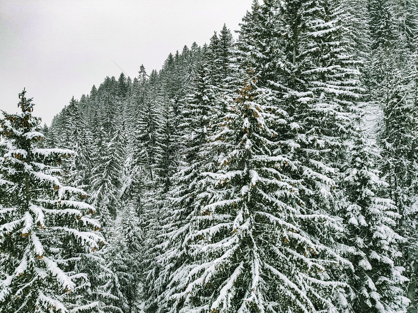 冰森林薄雾冬季风景山上有雪覆盖树木图片