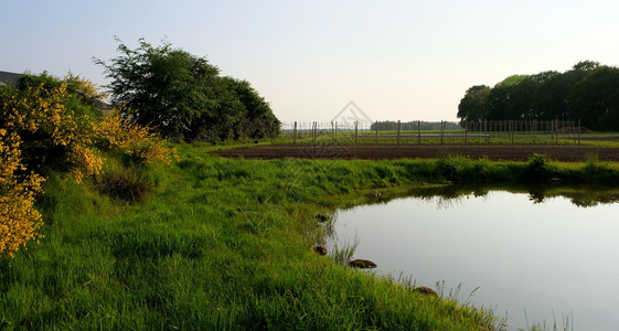 乡村的水场景夏天日落在典型的荷兰沙丘风景背景图片