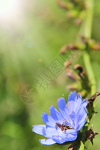 蓝花朵在夏日阳光明亮的射线中盛开夏季热风露在阳光灿烂的射线中蓝色花朵在夏天热雨露出在青春因蒂巴士荒野杂草背景