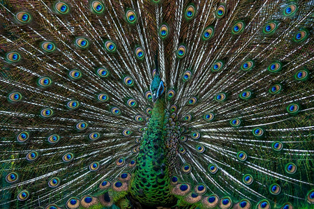 阴凉处动物近身男绿色孔雀全露出优雅的目光吸引一只雄绿色青皮禽在阳光下训练羽毛展示图片