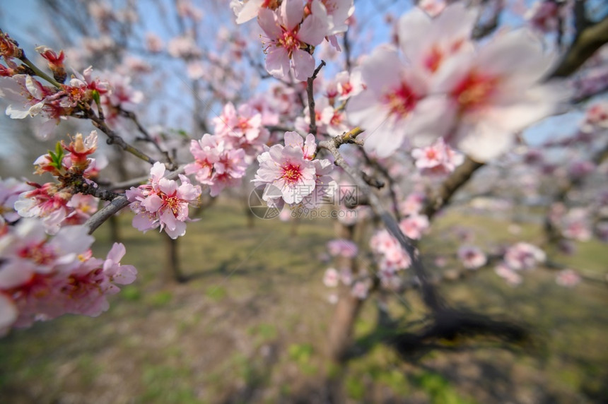 散焦季节花瓣春时盛开的杏仁树枝和粉红色花朵的宏紧闭春时盛开的杏仁树粉红花宏紧闭图片