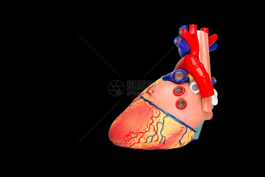 以黑色背景隔离的人工造心脏模型肺红色的人类图片