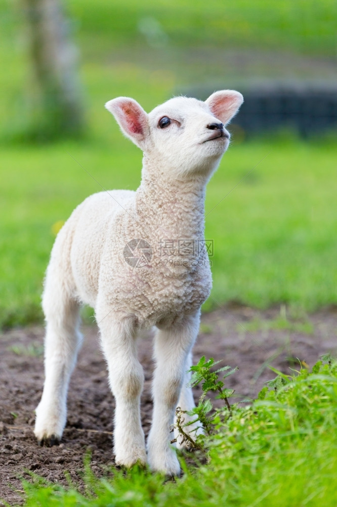 绿色常设春季时一只新生的白羊羔在绿草中站立阳光图片