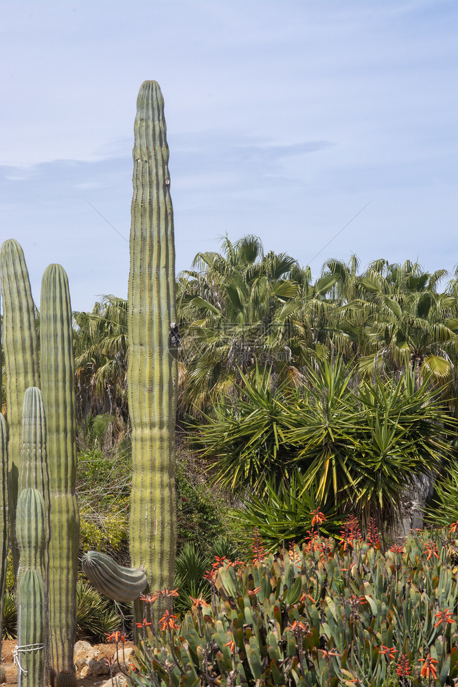 热以蓝天为的干旱地貌中Cactus和suculation植物与干旱地貌中的Succulive植物风景锋利的图片