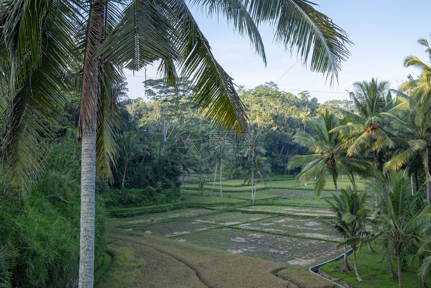 叶子经过包围印度尼西亚棕榈树环绕的稻田一幅概览图片