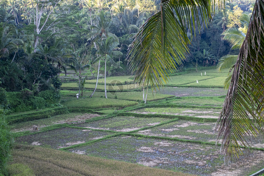 环境一种文化印度尼西亚棕榈树环绕的稻田一幅概览图片