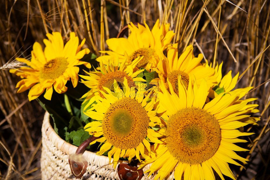一种束向日葵放在大麦田的草袋里一束向日葵放在大麦田的草袋里美丽旅游图片