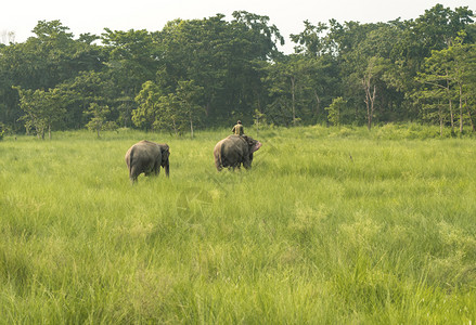 大象与样式苹果浏览器门将Mahout或大象骑手与两头一起在草地野生动物中存亚洲的农村生活作为家畜男人背景
