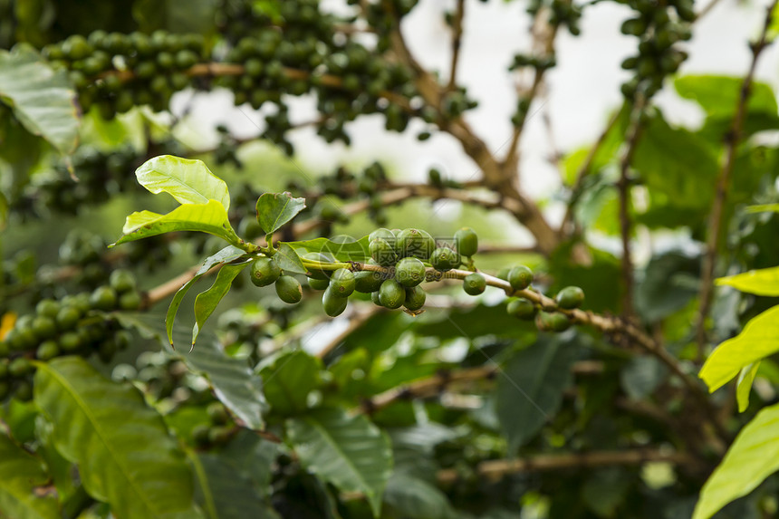 阿拉比卡关闭未成熟的咖啡樱桃生长树热带绿色图片