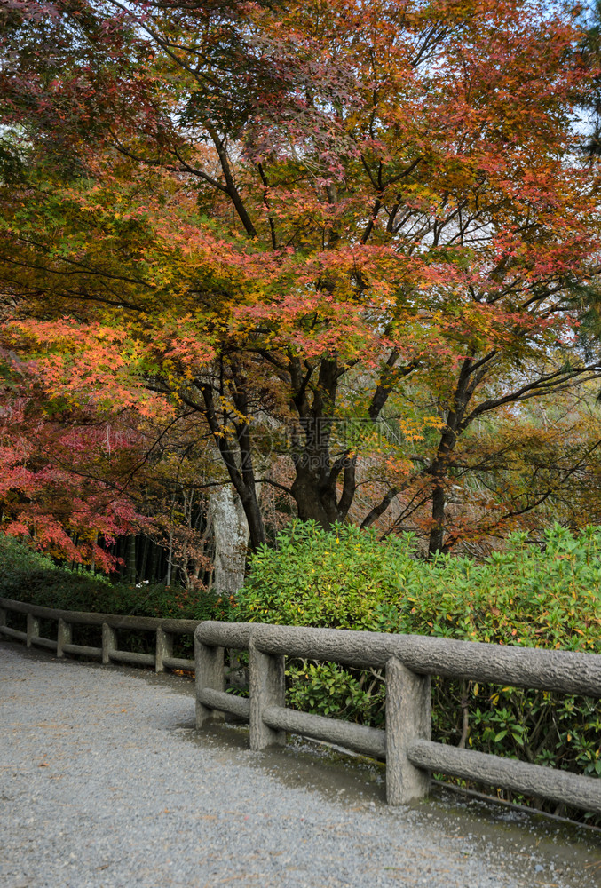 亚洲植物树日本京都亚林山秋季在天柳寺庙的日式花园图片