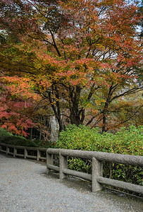 亚洲植物树日本京都亚林山秋季在天柳寺庙的日式花园背景图片