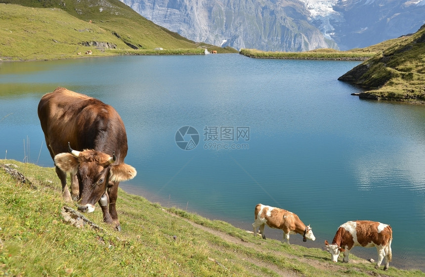 瑞士高山草甸少女峰地区的奶牛动物季节柴金图片